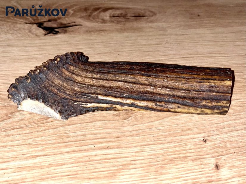 JELENÍ PAROHY - Půlený (13 cm)