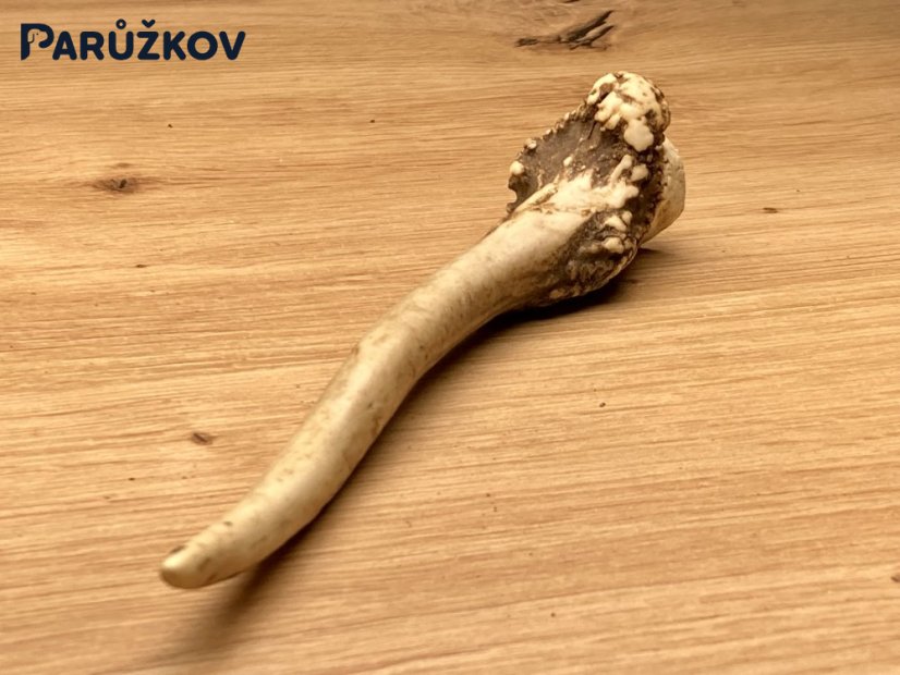 SRNČÍ PAROHY (16 cm)