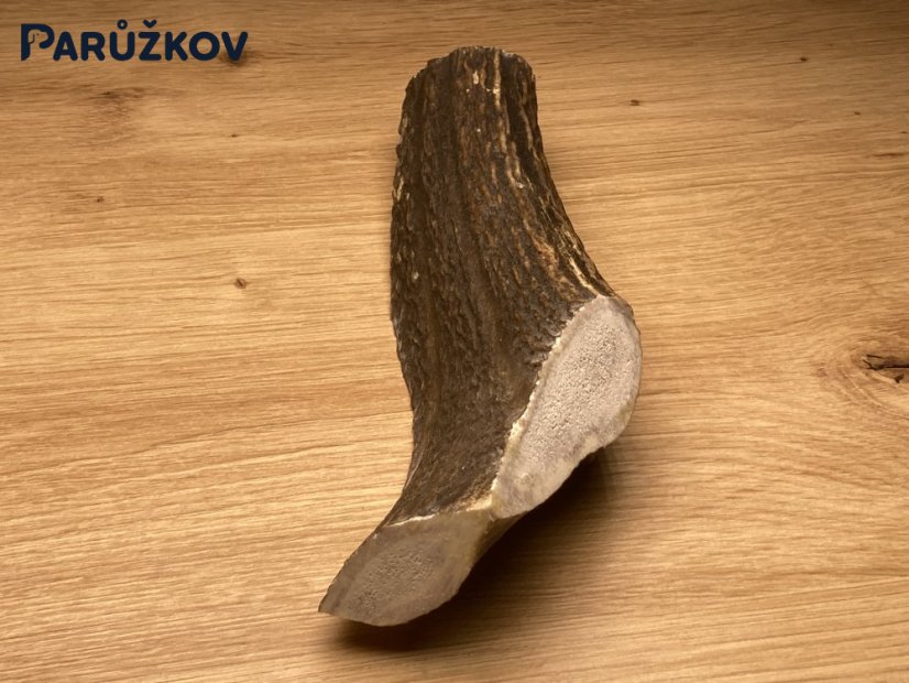 JELENÍ PAROHY - Půlený (19 cm)