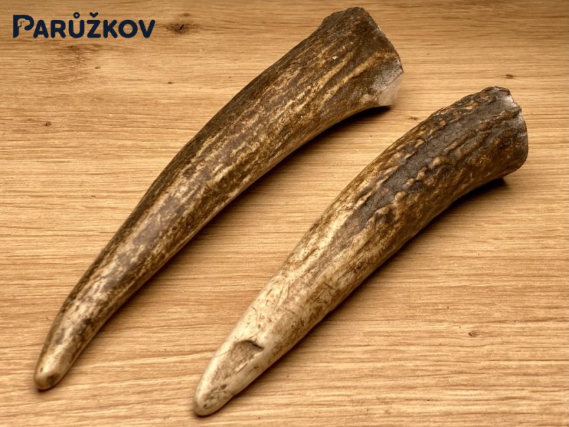 JELENÍ PAROHY - Duo - rohy (18 cm)
