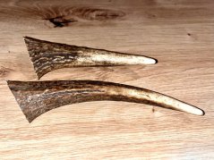 JELENÍ PAROHY - Duo - rohy (16 cm)