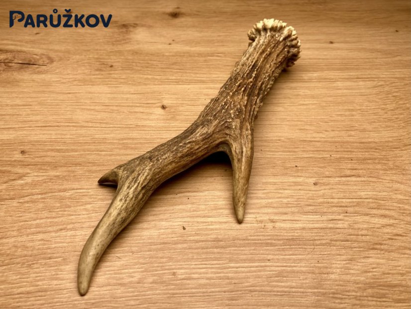 SRNČÍ PAROHY (19 cm)