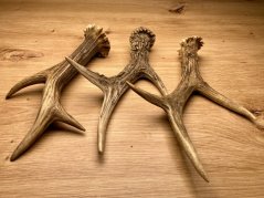 SRNČÍ PAROHY - Trio (19 cm)