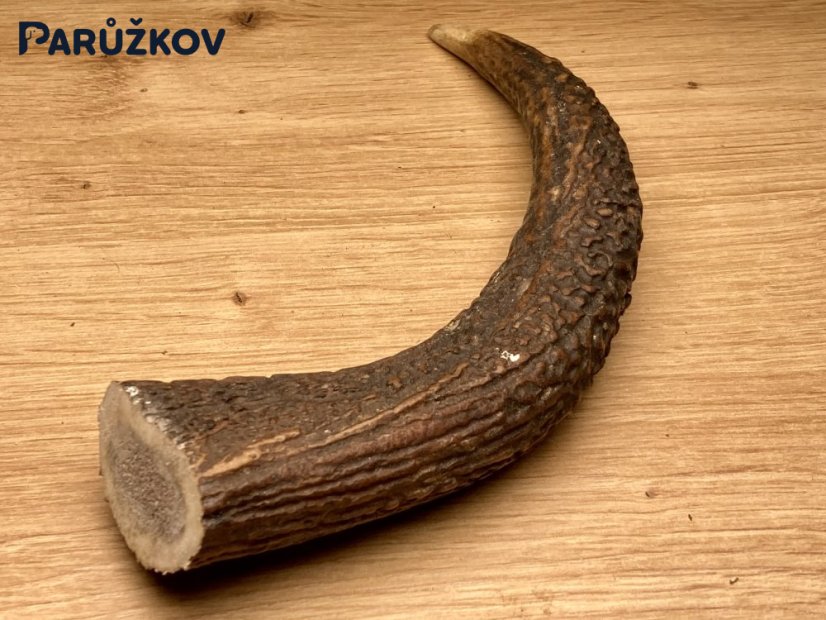 JELENÍ PAROHY - Roh (15 cm)