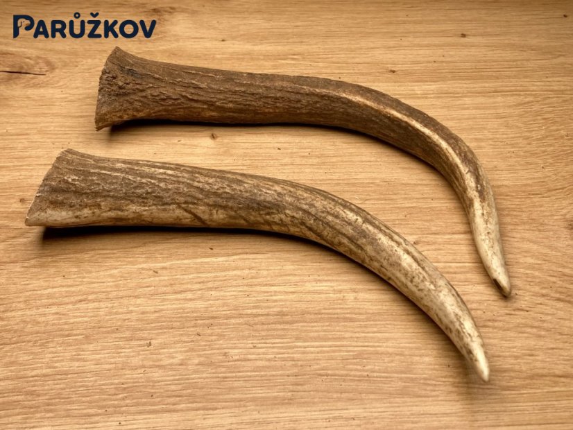 DANČÍ PAROHY - Duo - rohy (20 cm)