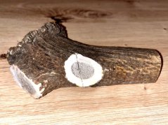 JELENÍ PAROHY - Půlený (15 cm)