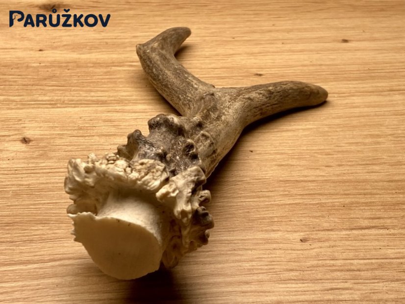 SRNČÍ PAROHY (16 cm)