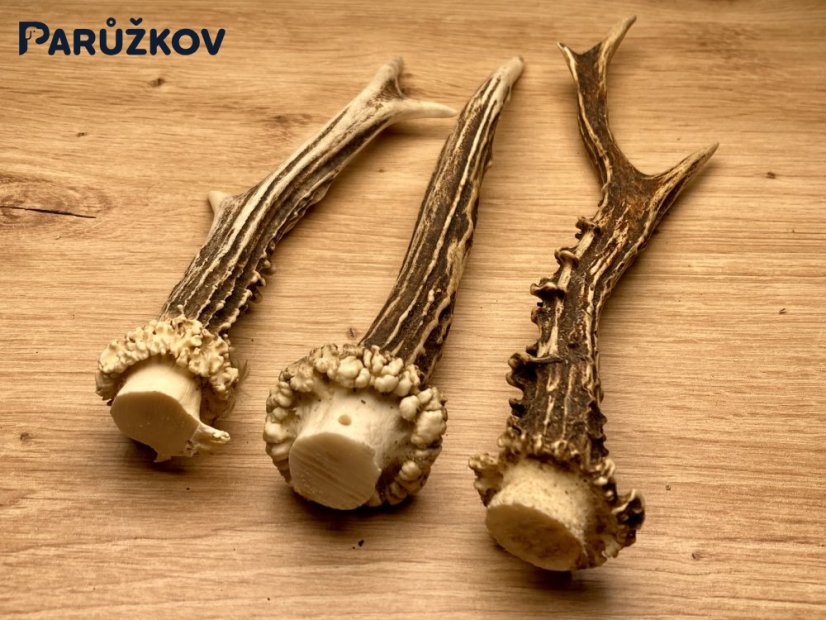 SRNČÍ PAROHY - Trio (22 cm)