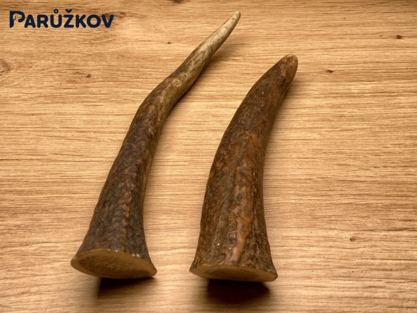 JELENÍ PAROHY - Duo - rohy (16 cm)