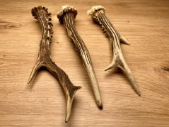 SRNČÍ PAROHY - Trio (22 cm)