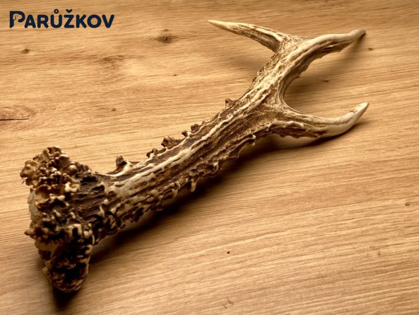 SRNČÍ PAROHY (26 cm)