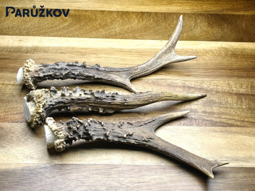 SRNČÍ PAROHY - Trio (18 cm)