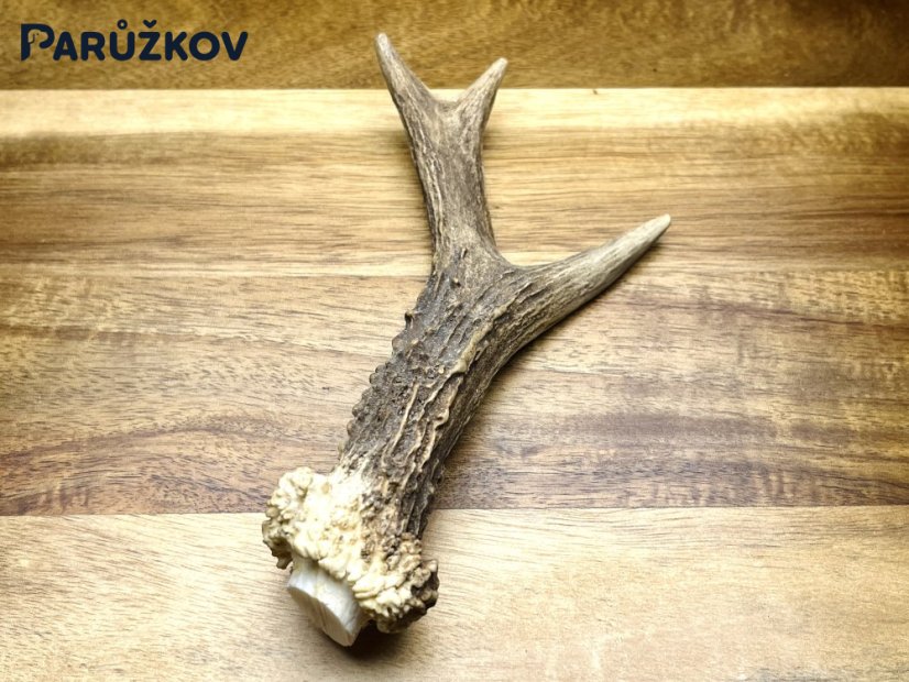 SRNČÍ PAROHY (16 cm)