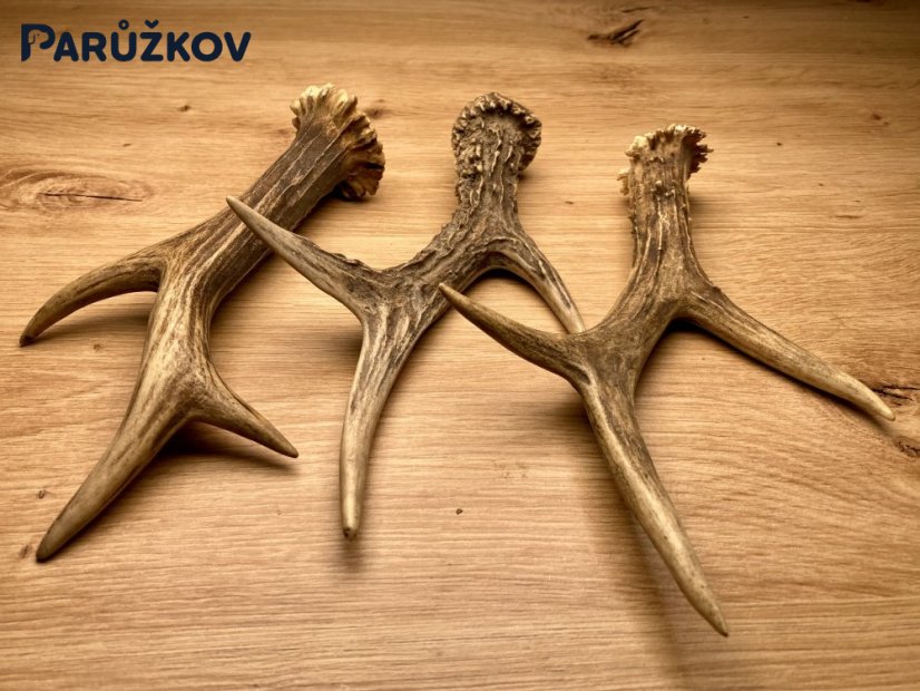 SRNČÍ PAROHY - Trio (19 cm)
