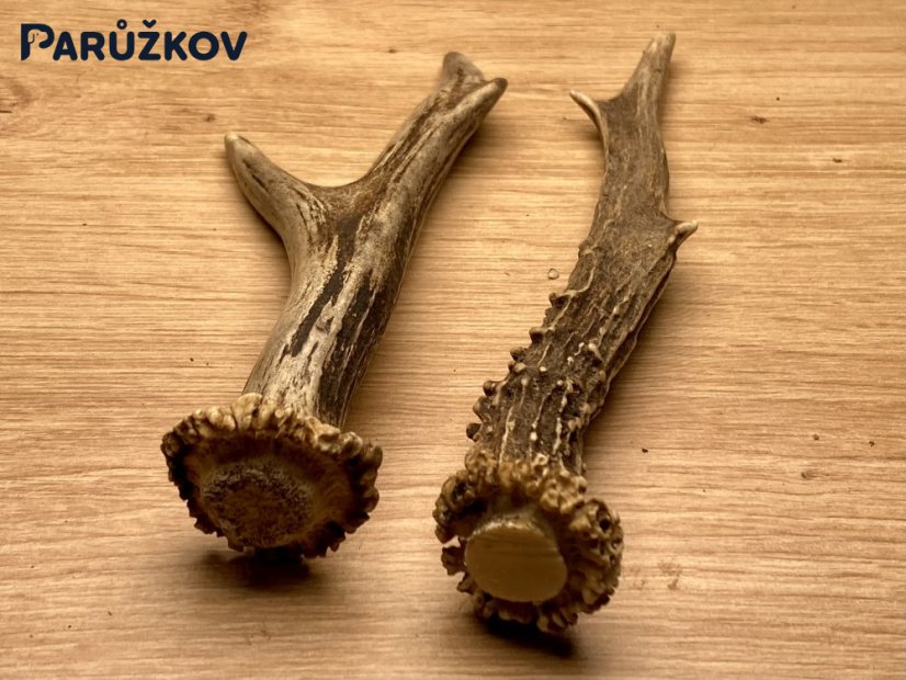 SRNČÍ PAROHY - Duo (17 cm)