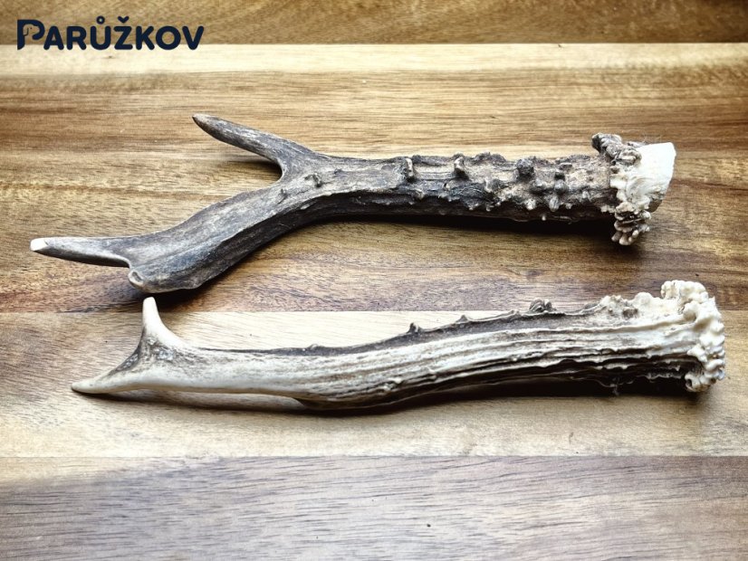 SRNČÍ PAROHY - Duo (17,5 cm)