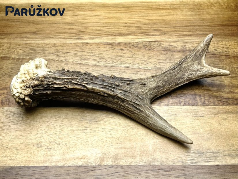 SRNČÍ PAROHY (16 cm)