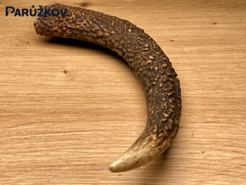 JELENÍ PAROHY - Roh (15 cm)