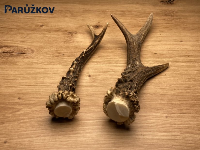 SRNČÍ PAROHY - Duo (21 cm)