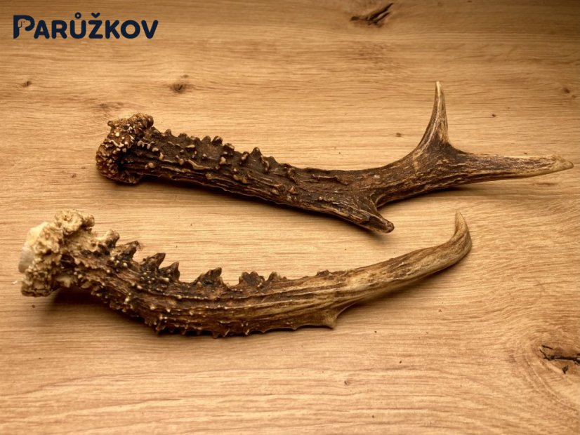 SRNČÍ PAROHY - Duo (21 cm)