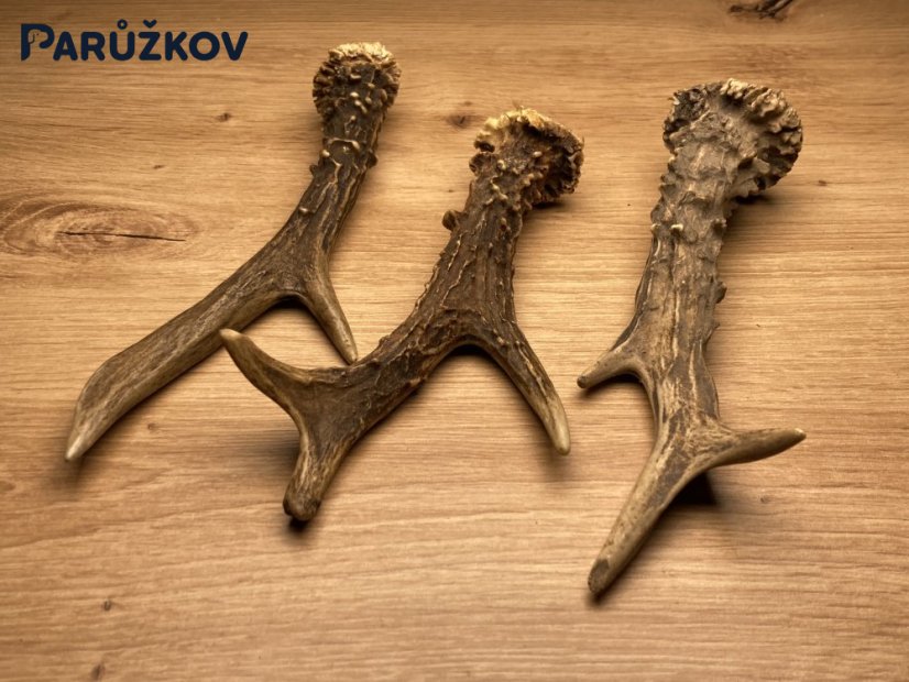 SRNČÍ PAROHY - Trio (19 cm)