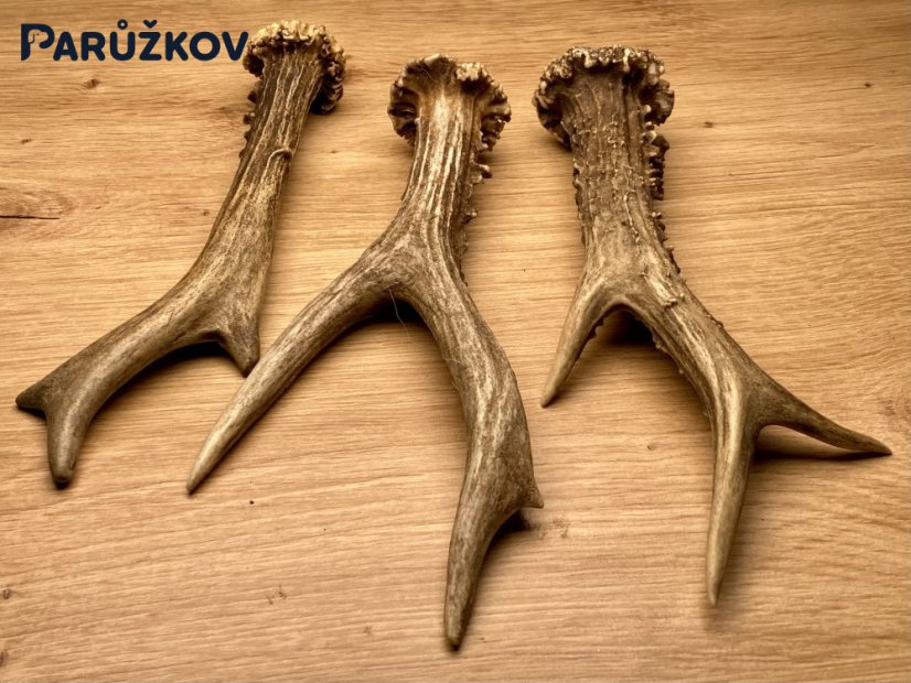 SRNČÍ PAROHY - Trio (18 cm)