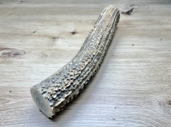 JELENÍ PAROHY (23 cm)