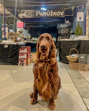 TrioCACIB Prague Expo Dog – Mezinárodní výstava psů v Praze