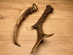 SRNČÍ PAROHY - Duo (21 cm)