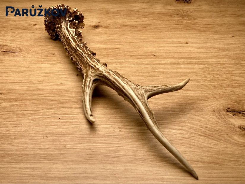 SRNČÍ PAROHY (26 cm)