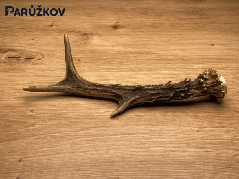 SRNČÍ PAROHY (19 cm)