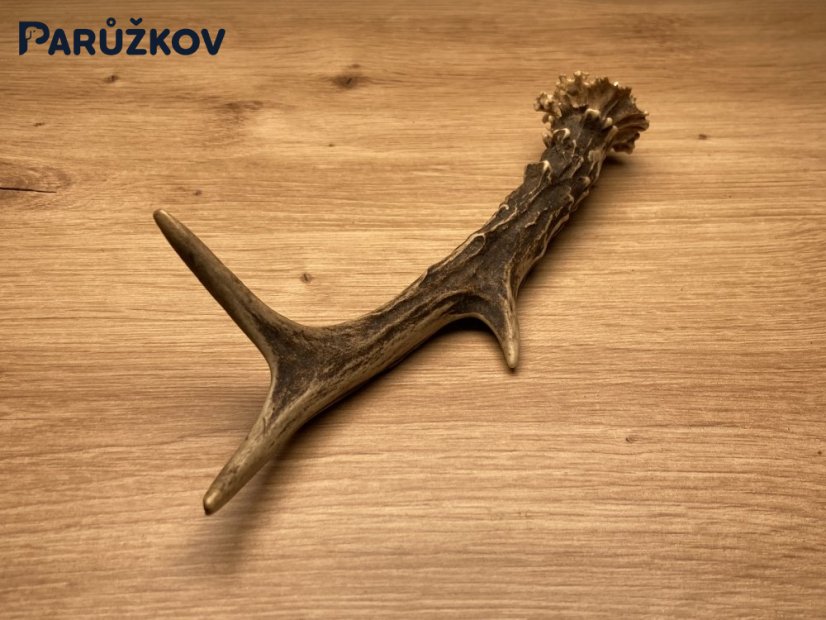 SRNČÍ PAROHY (19 cm)