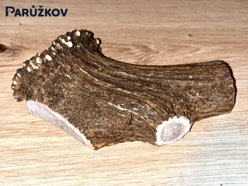JELENÍ PAROHY - Půlený (14,5 cm)