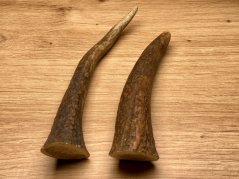 JELENÍ PAROHY - Duo - rohy (16 cm)