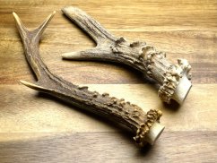 SRNČÍ PAROHY (18 cm)