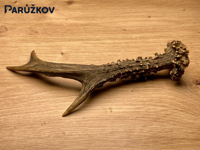 SRNČÍ PAROHY (19 cm)