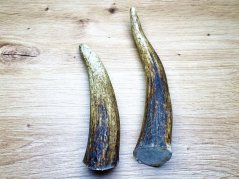 JELENÍ PAROHY - Duo - rohy (16 cm)