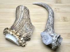 DANČÍ PAROHY - Duo (17 cm)