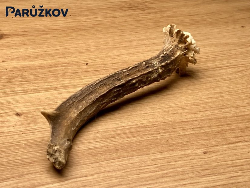 SRNČÍ PAROHY (14 cm)