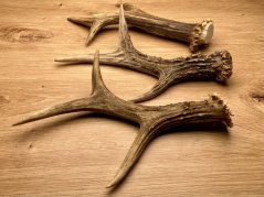 SRNČÍ PAROHY - Trio (19 cm)