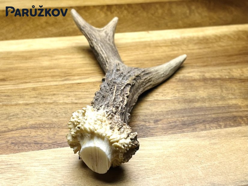 SRNČÍ PAROHY (16 cm)