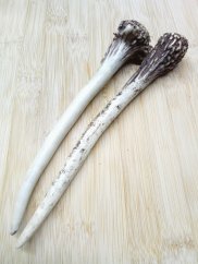SRNČÍ PARŮŽEK PRO PSY DUO 19,5 -21cm