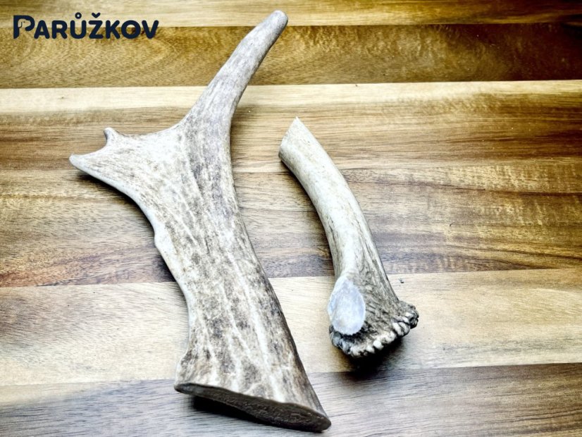 DANČÍ PAROHY - Duo (21 cm)