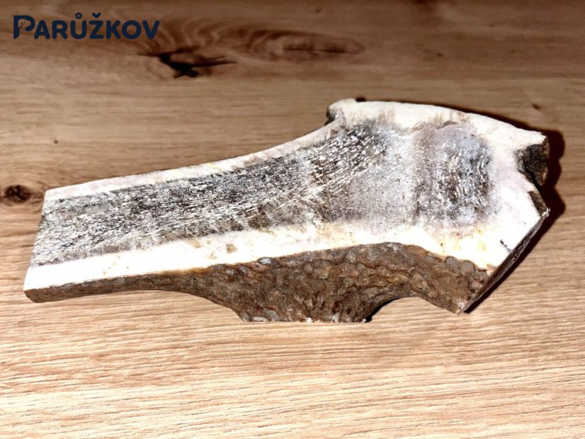 JELENÍ PAROHY - Půlený (15 cm)