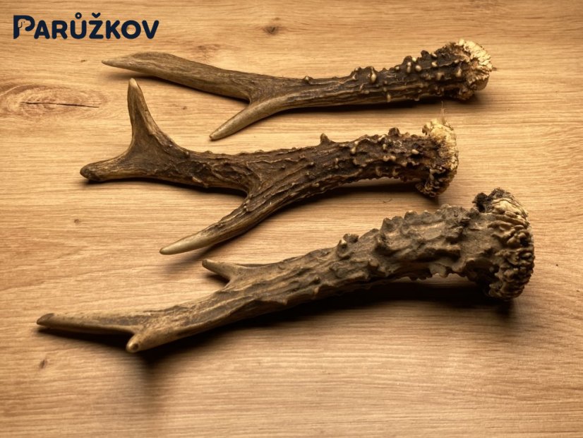 SRNČÍ PAROHY - Trio (19 cm)