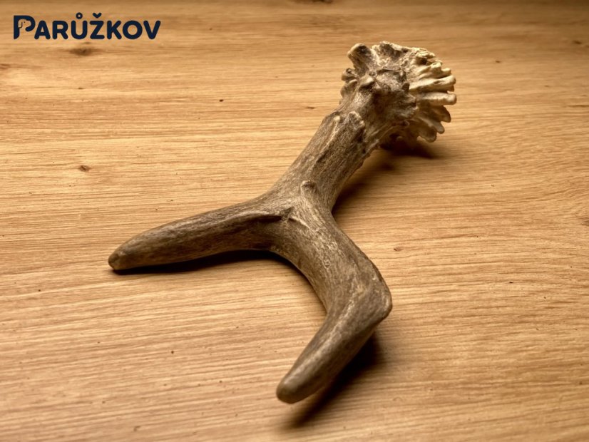 SRNČÍ PAROHY (16 cm)