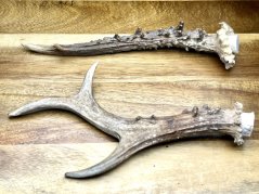 SRNČÍ PAROHY - Duo (19,5 cm)