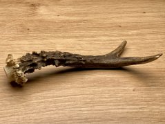 SRNČÍ PAROHY (16 cm)