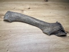 JELENÍ PAROHY - Půlený (27 cm)