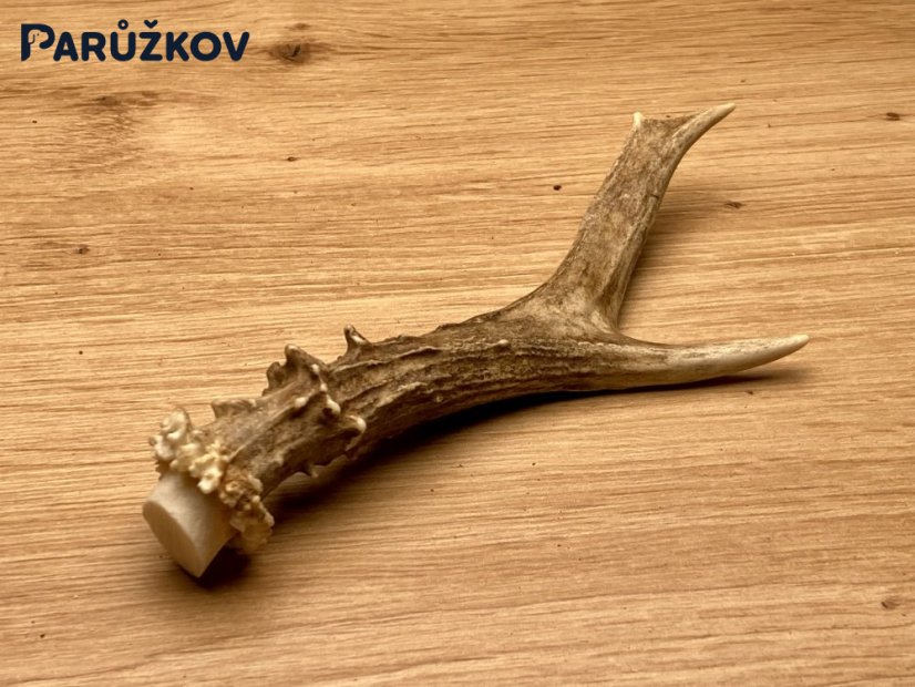 SRNČÍ PAROHY (14 cm)